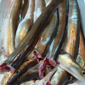 兵庫産 活はも約560g 1匹