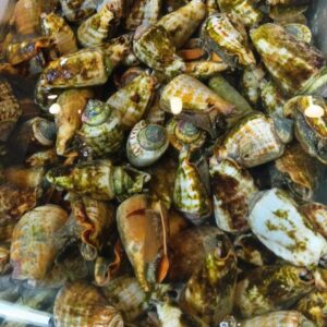 三重産 チャンバラ貝 1個