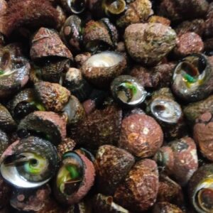 長崎産 ニナ貝 100g