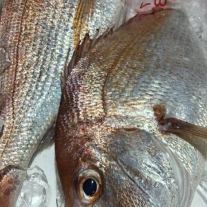 岡山産 天然鯛約1.5kg 1匹
