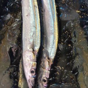 北海道産 エーウロコのさんま13入 1匹
