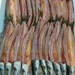静岡産 生かます開き 1枚
