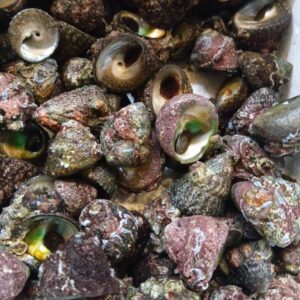 長崎産 にな貝 100g当り