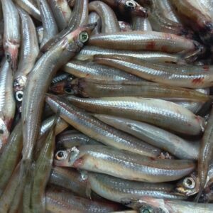 島根産 にぎす 10~15匹