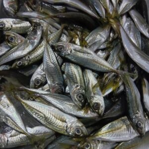 徳島産 豆アジ 1パック